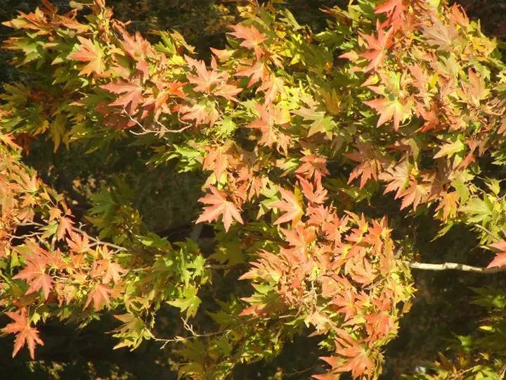 Autumn Chinar tree in Kashmir with broad red and gold leaves