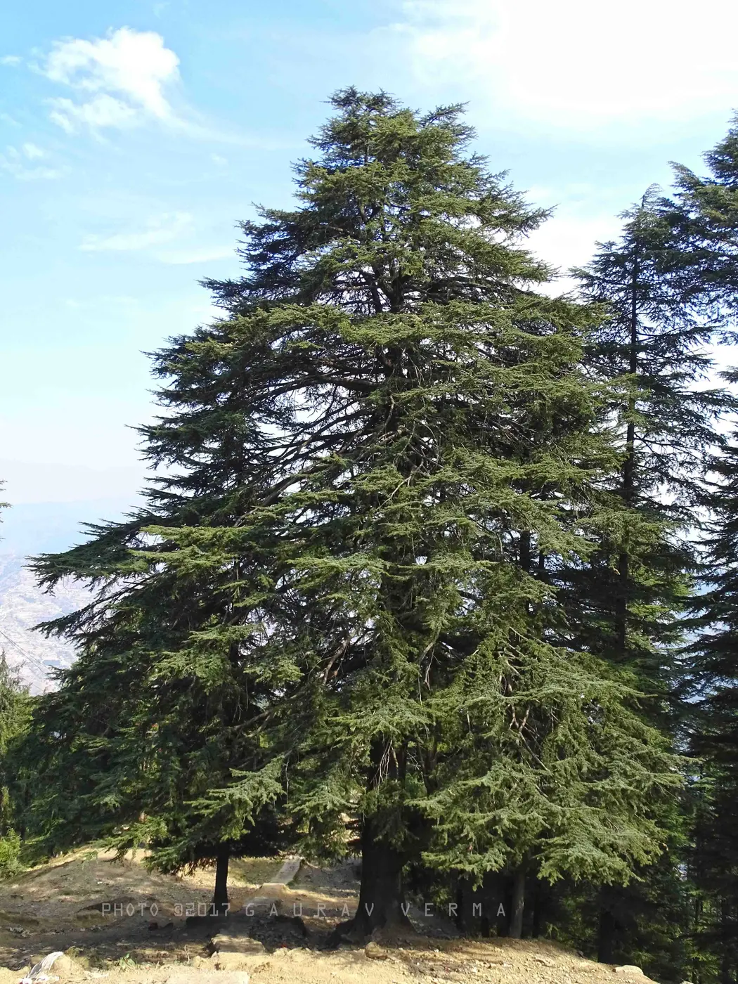 Tall Himalayan deodar cedar with layered evergreen branches