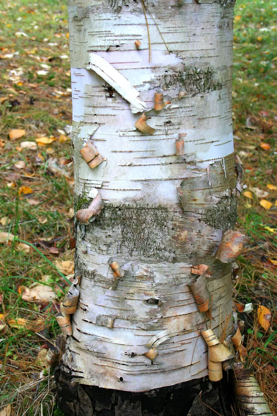 White papery bark of a Himalayan birch tree