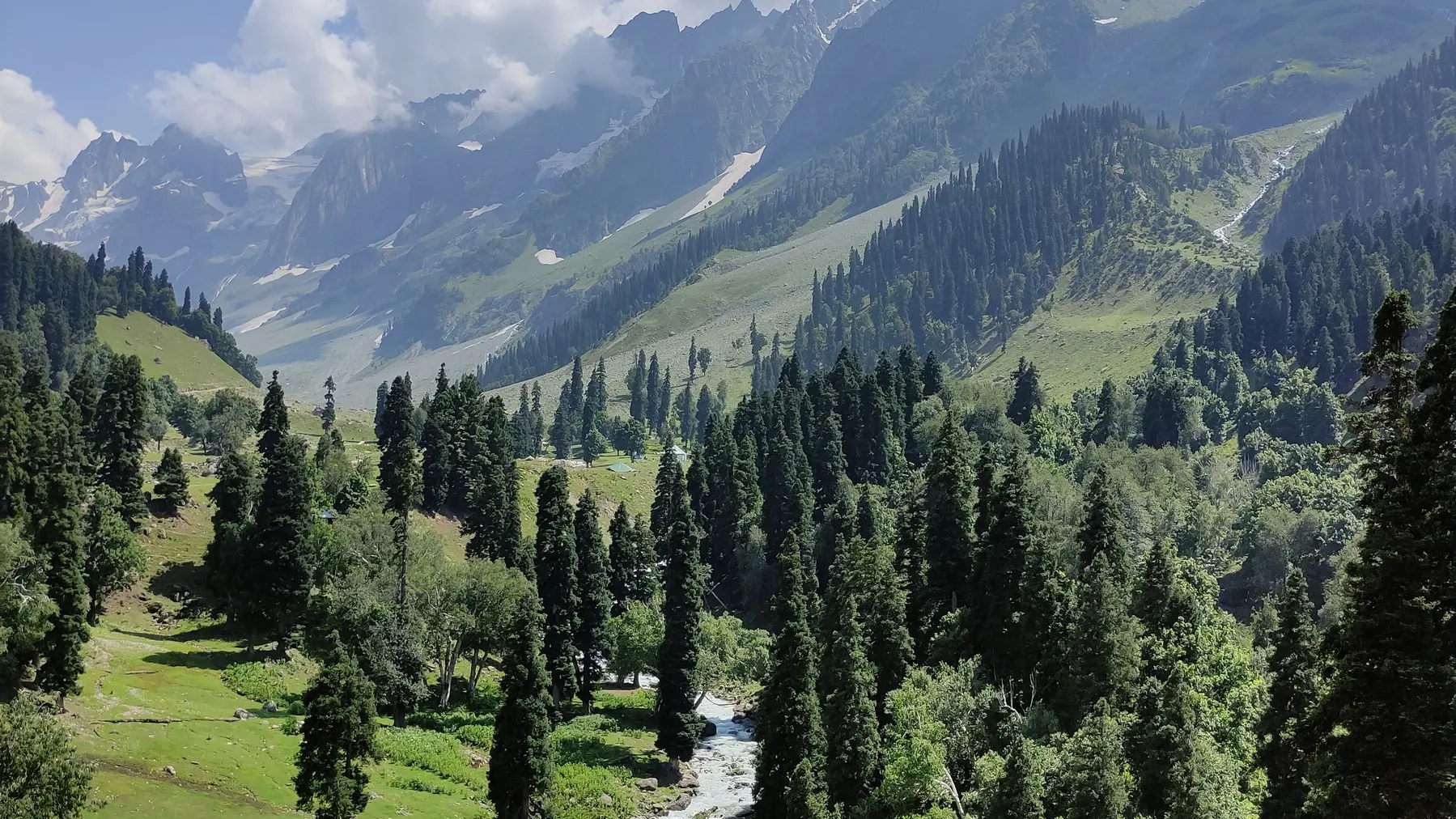 Pine forest, mountain valley and flowing stream in Kashmir