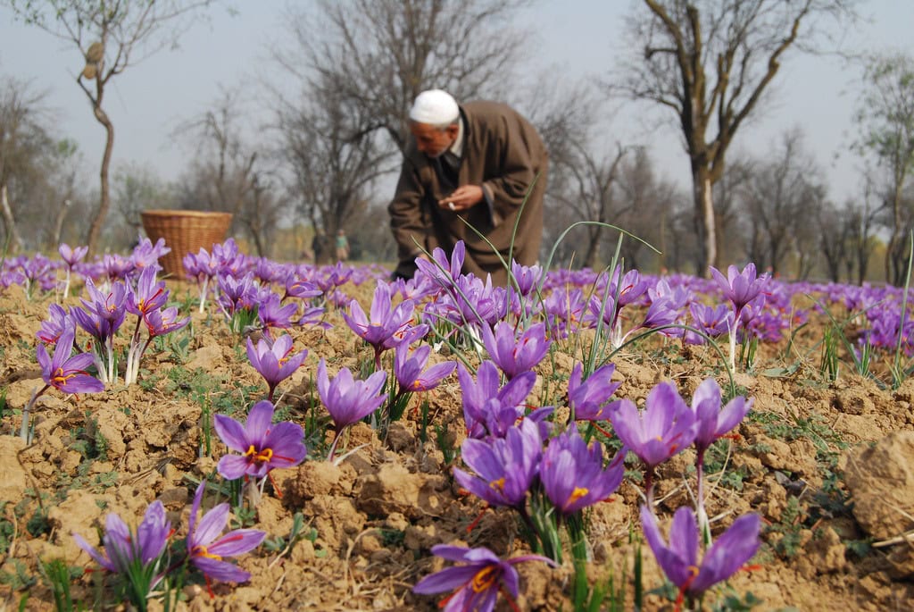 Purple saffron crocus flowers in a Kashmiri field with a grower harvesting in the background